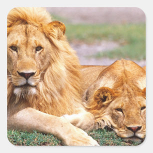 Sticker Carré Paire de lions africains, Panthera leo, Tanzanie