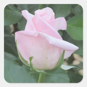 Sticker Carré Pâlissez - le rose de rose