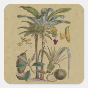 Sticker Carré Palm Antique Fruit Tropical Art Botanique