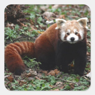 Sticker Carré Panda rouge