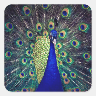 Sticker Carré Paon bleu cobalt