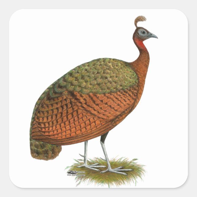 Sticker Carré Paon : Congo Peahen (Devant)