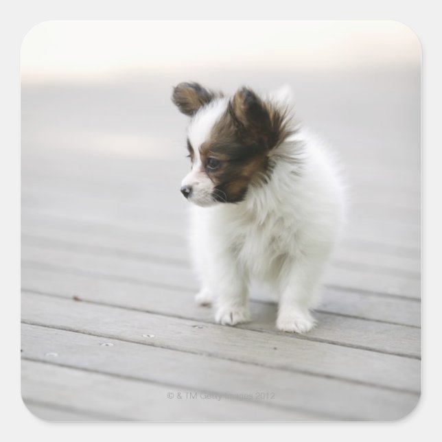 Sticker Carré Papillon (Devant)