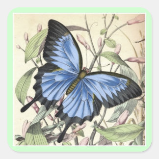 Sticker Carré papillon.