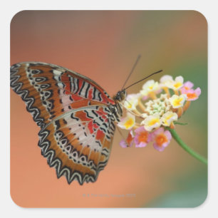 Sticker Carré papillon 2