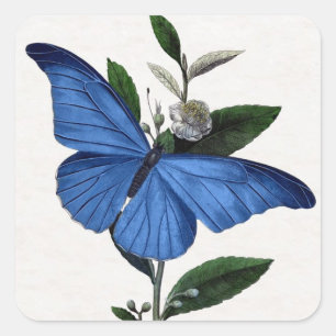 Sticker Carré Papillon bleu