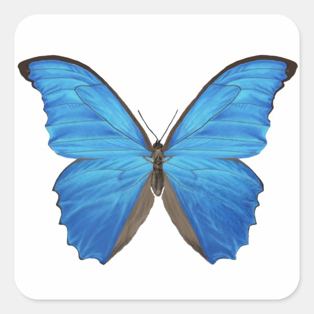 Sticker Carré Papillon bleu Morpho (Devant)