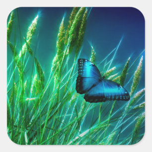 Sticker Carré Papillon bleu Morpho sur herbe verte