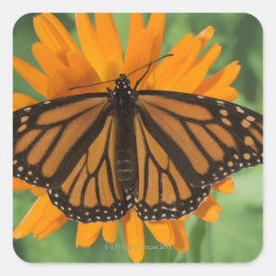 Sticker Carré Papillon de monarque (plexippus de Danaus) sur le