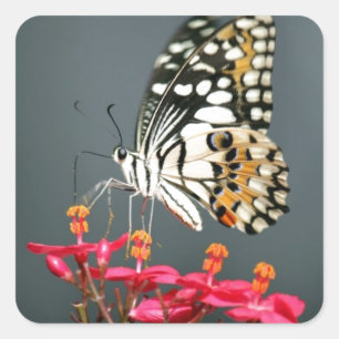 Sticker Carré Papillon noir et jaune blanc sur Fleurs roses