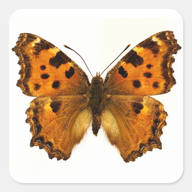 Sticker Carré Papillon Tortoiseshel Blackleg isolé Carte postale (Devant)