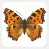 Papillon Tortoiseshel Blackleg isolé Carte postale