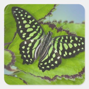 Sticker Carré Papillon vert