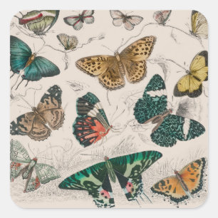 Sticker Carré Papillons Collection Antique Papillons