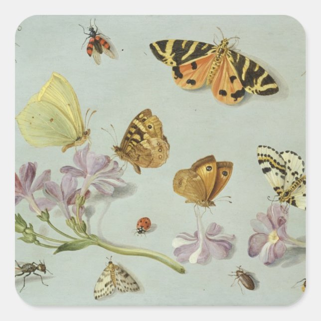 Sticker Carré Papillons, papillons de nuit et autres insectes (Devant)
