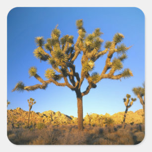 Sticker Carré Parc national de Joshua Tree, Californie. États-Un