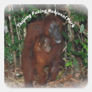 Sticker Carré Parc national de Tanjung Puting