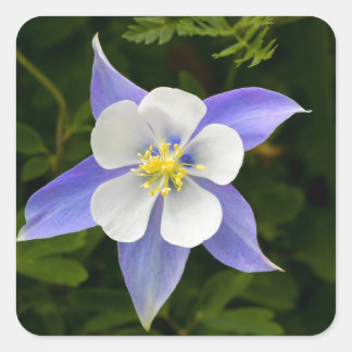 Sticker Carré Parfait