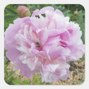Sticker Carré Pastel Pink Peony et Miel Bee