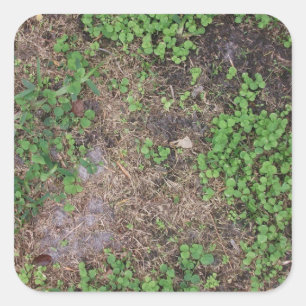 Sticker Carré pâté de gazon et de terre