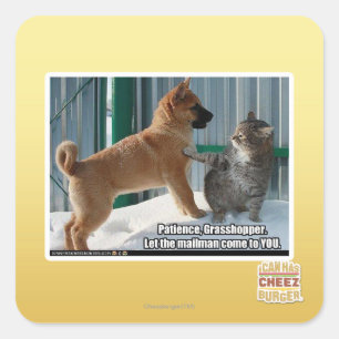 Sticker Carré Patience, sauterelle.