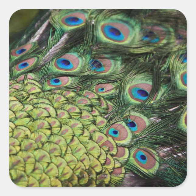 Sticker Carré Pavo cristatus avec queue (Devant)