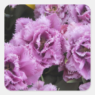 Sticker Carré Pays-Bas (alias Holland), Lisse. Keukenhof 2