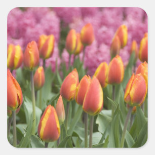 Sticker Carré Pays-Bas (aussi appelé Hollande), Lisse. Keukenhof