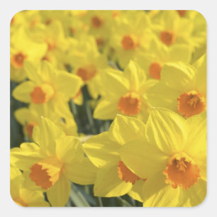 Sticker Carré Pays-Bas, Hollande, Lisse, Jardins de Keukenhof,