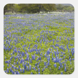 Sticker Carré Pays de collines, Texas, Bluebonnets et chêne