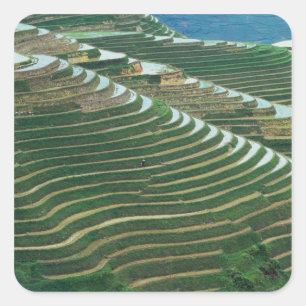 Sticker Carré Paysage des terrasses de riz dans la montagne, 3