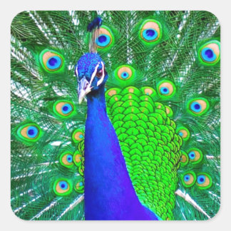Sticker Carré Peacock avec queue foulée
