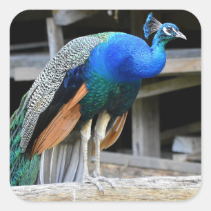 Sticker Carré Peacock Homme Coloré