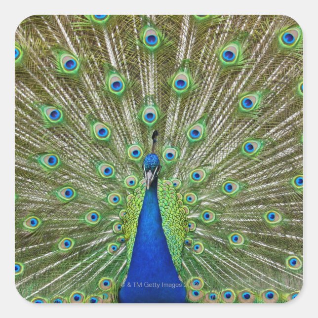 Sticker Carré Peacock montrant ses plumes, dans le cadre d'une (Devant)