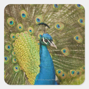 Sticker Carré Peacock strutting