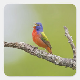 Sticker Carré Peint Bunting Passerina ciris) chant masculin