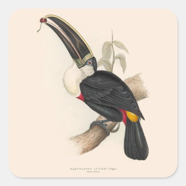 Sticker Carré Peinture animalière d'antiquités Toucans (Devant)