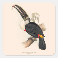 Peinture animalière d'antiquités Toucans