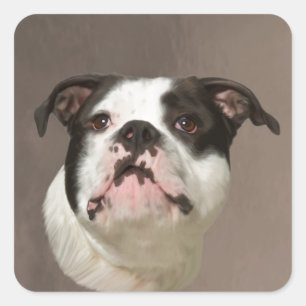 Sticker Carré Peinture couleur d'eau Bulldog