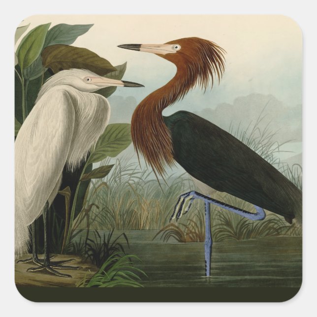 Sticker Carré Peinture de la faune d'Audubon Heron violet (Devant)