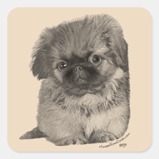 Sticker Carré Pekingese Puppy (Devant)