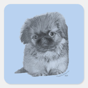 Sticker Carré Pekingese Puppy Blue