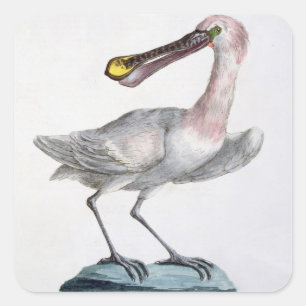 Sticker Carré Pelican, c.1767-76 (main coloured engraving)