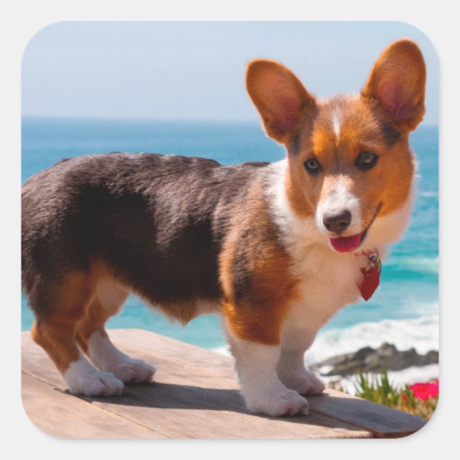 Sticker Carré Pembroke Welsh Corgi puppy standing on table (Devant)