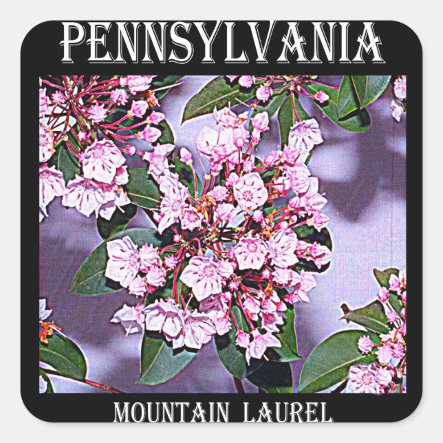 Sticker Carré Pennsylvanie Mountain Laurel (Devant)