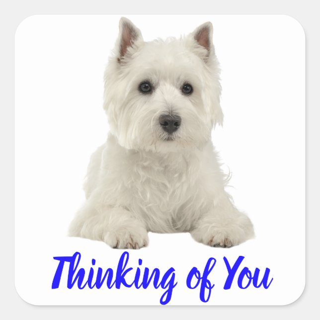 Sticker Carré Penser à vous West Highland Terrier Chien chiot (Devant)
