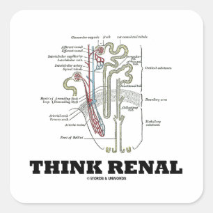 Sticker Carré Pensez rénal (l'illustration d'anatomie de