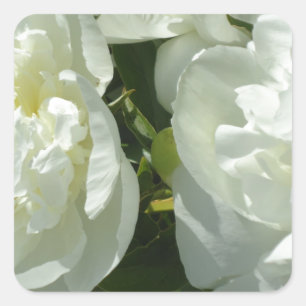 Sticker Carré Peonies blanches