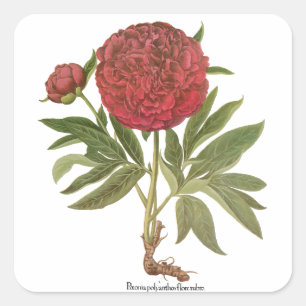Sticker Carré Peonies vintages, Fleurs de pivoines par Basilius 