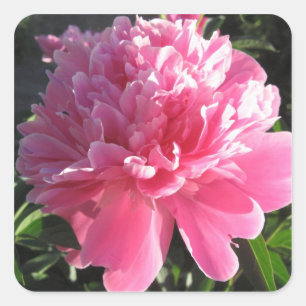 Sticker Carré Peony rose